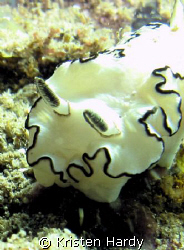 Beautiful nudi at Fairlite, Sydney. Canon G10, canon hous... by Kristen Hardy 